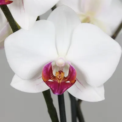 Орхидеи в Ленте по 698 рублей 22 февраля 2021г. Манхеттен, Пассионата ....  Дарвин? - YouTube