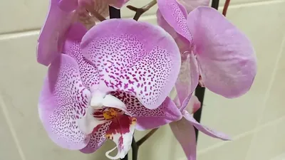 Орхидея Дарвин Darwin домашнее цветение, полный роспуск | Орхидейное  настроение | Дзен