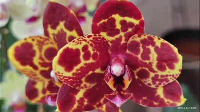 Цветок искусственный Орхидея в горшке, H27 10х7см, 401981 в Москве и  области – купить по низкой цене в интернет-магазине Дарвин