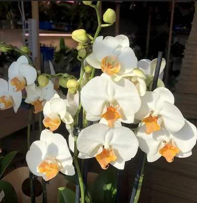 Удивительные факты об орхидеях | РУССКИЙ БУКЕТ