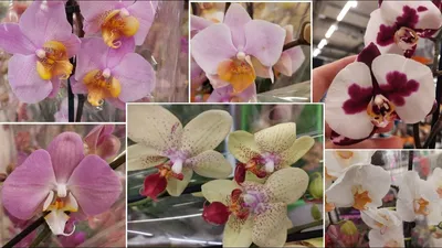 Поставка 21,06,20 - цветущие... - Орхидеи от ТД Дарвин | Facebook