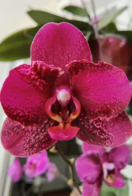 Орхидея Фаленопсис - BONA FORTE