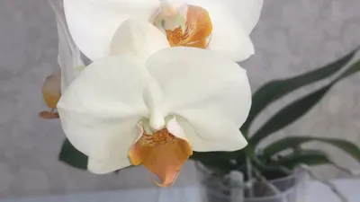 Орхидея Phal. Anthura Darwin - купить, доставка Украина