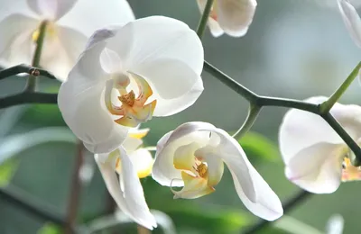 Орхидея Пульсация сошла с ума 😆🙈🌸🌸🌸💚💚💚 - YouTube