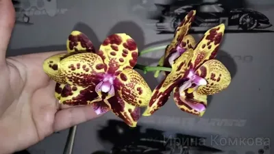 Орхидея дарвин - 64 фото