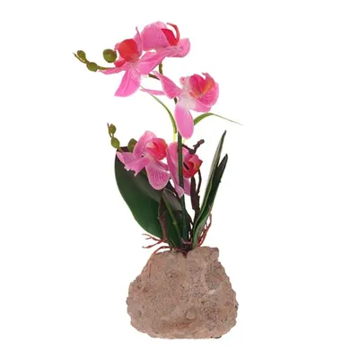 Орхидея 1 ствол d 14 h 40 в Москве и области – купить по низкой цене в  интернет-магазине Дарвин