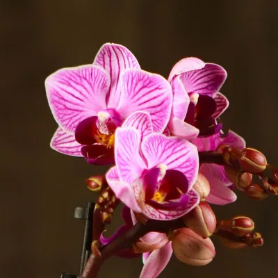 Орхидея эта Долго Цветёт - Альбуфейра /Phalaenopsis Albufeira /15 апреля  2021г. - YouTube