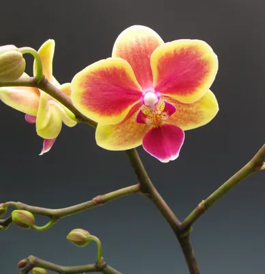 Как выбрать грунт для орхидей? | Статьи для садоводов