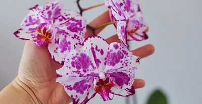 Статья Известные коллекционеры орхидей | Gusev Orchids
