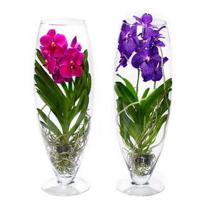 Орхидея фаленопсис Фонтан Викторио/Purple Queen особенности сорта - YouTube
