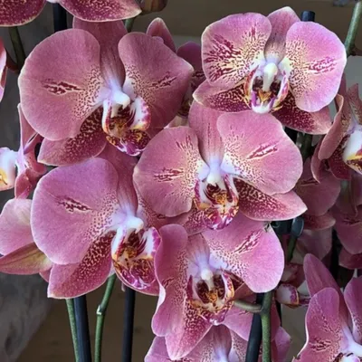 Орхидные — Википедия