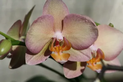 Орхидея дарвин - красивые фото