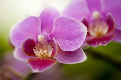 Красота и притворство: Как нежные цветы орхидеи выживают в суровых условиях  дикой природы | Vivos Terra | Дзен