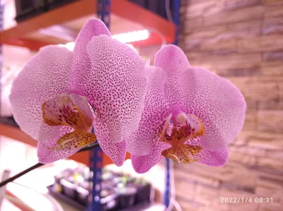 Белая орхидея дарвин - 54 фото