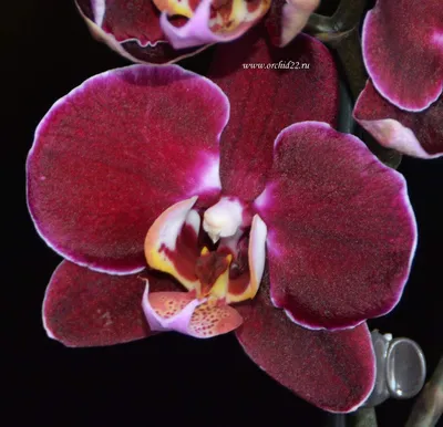 Орхидея дебора фото фотографии