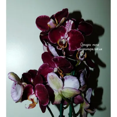 Орхидеи для Вас - 🌺 Стандарт \" Дебора \"! Бархатный... | Facebook