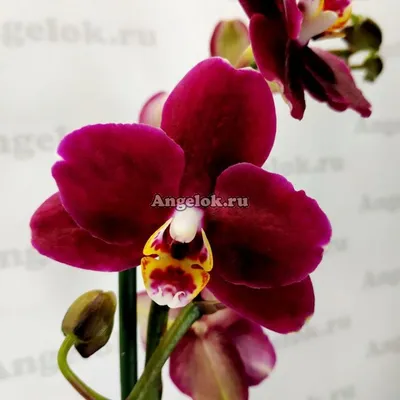 Орхидея монпелье (38 фото) - 38 фото