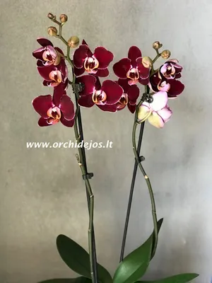 Купить орхидею Фаленопсис Дебора (Debora) с доставкой по Украине.