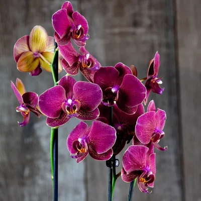 Каода, Катрин, Дебора - самые тёмные орхидеи в моей коллекции. | GalaLife |  Дзен