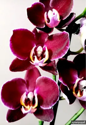Phalaenopsis Elegant Debora with 2 flowering stem! - Orchids, orchid care  substrates, Orchidarium