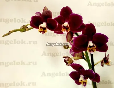 ОРХІДЕЇ КИЇВ ( Sky Orchids ) on Instagram: \"Phal. Debora Темно бархатна  орхідея із білим ободком 😍🎉 Висота 55 см Квітка 7 см Ціна 1 гілочка - 265  грн Ціна із зламаним цвітоносом - 200 грн\"