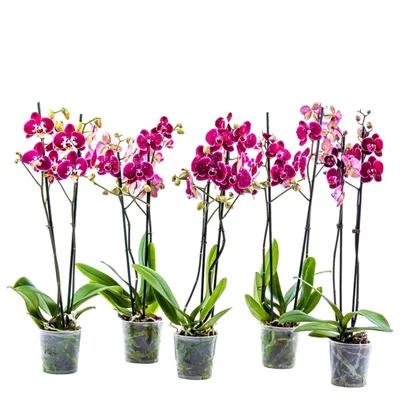 Самые тёмные орхидеи - Каода, Абба, Дебора. | GalaLife | Дзен