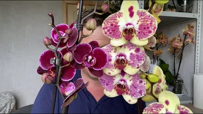 Phalaenopsis Elegant Debora with 2 flowering stem! - Orchids, orchid care  substrates, Orchidarium