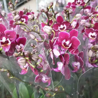 Фаленопсис Дебора Черная орхидея 2 ствола