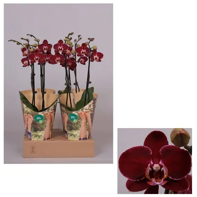 Орхидея Phal. Cha Cha - купить, доставка Украина