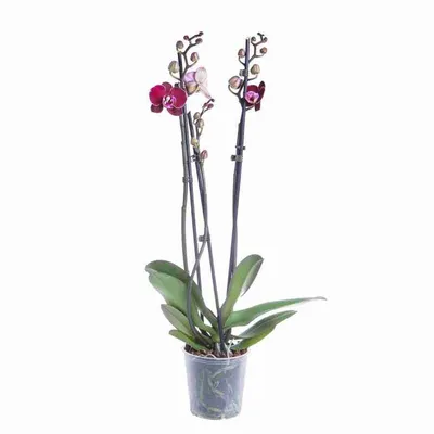 Купить Фаленопсис (орхидея) мини 6*30 1 ствол Debora (Koeleman Plants BV)  оптом | Paeonia