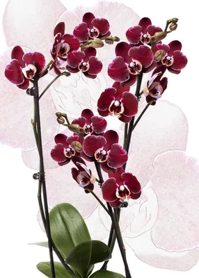 Орхидея Фаленопсис Дебора 2 ствола купить в Москве