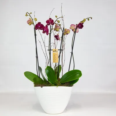 Орхидея Фаленопсис Элегант Дебора 2 ствола купить в Москве
