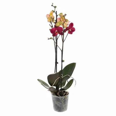ОРХІДЕЇ КИЇВ ( Sky Orchids ) on Instagram: \"Дебора. Цена - 295 грн! #орхидея  ⠀⠀ #орхидеи ⠀⠀ #фаленопсис ⠀⠀ #phalenopsis ⠀⠀ #орхидеилюбимыецветы⠀⠀  #orchid ⠀⠀ #orchids ⠀⠀ #орхидеиуход ⠀⠀ #люблюорхидеи ⠀⠀ #орхоманьяк ⠀⠀ #