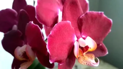 Орхидея \"Фаленопсис Дебора h60\" купить по низкой цене | \"Фаленопсис Дебора  h60\" в интернет-магазине kashpo.store