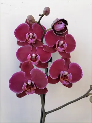Заказать орхидею, цена с бесплатной доставкой по Москве - от 2 000 рублей