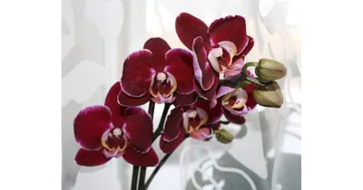 Орхидея \"Фаленопсис Дебора h55\" купить по низкой цене | \"Фаленопсис Дебора  h55\" в интернет-магазине kashpo.store