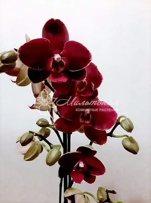 Phalaenopsis PH 031 Elegant Debora – Орхидеи