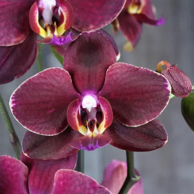 Пин от пользователя Andrei на доске Орхидеи | Орхидеи, Орхидея, Цветы