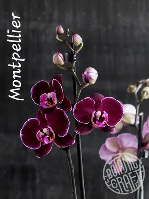 Орхидея Фаленопсис Монтрекс купить в Москве