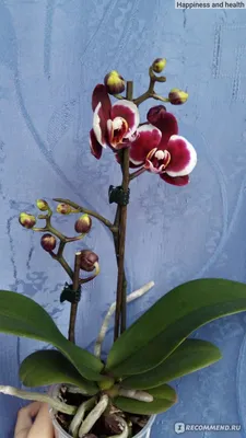 Дикая Орхидея... - Дикая Орхидея Продажа орхидей Украина