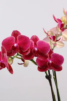 Подставка для украшений \"Орхидея Дебора\" (сувенир) купить за 990 рублей  оптом, недорого - B2BTRADE