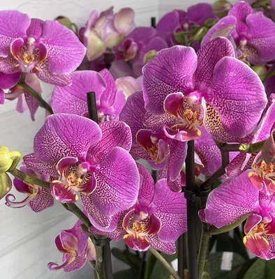 Орхидея фаленопсис, Живые растения в Красногорске, купить по цене 3250 RUB,  Цветы в горшках в Цветочный Дворик с доставкой | Flowwow