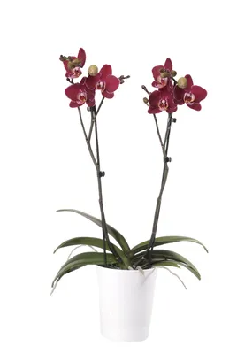 Восковая и ароматная орхидея бордового цвета с белым ободком на лепестках.  Высота 35 см 💵Цена 215 грн/шт #орхидея #орхидеякиев… | Instagram