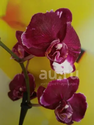 Орхидея aranda стоковое фото. изображение насчитывающей орхидея - 188802122