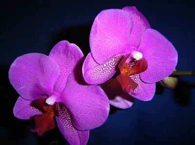 Орхидея фаленопсис монпелье - 73 фото