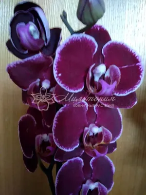 Орхидея фаленопсис дебора купить с доставкой