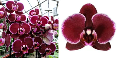 Орхидея Фаленопсис - «Они как дети, цветут только если их любишь» | отзывы