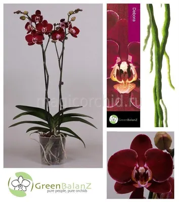 Phalaenopsis Orchids Orchidee Red | Орхидеи, Красивые цветы, Орхидея