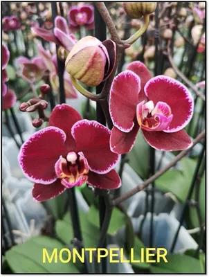 Новые орхидейки💐😀 . Орхидеи стандарт!!! . 1 фото - Дебора, 2 ст -  1100р⛔продан 2 фото - Сансет, 2 ст - 1150р⛔продан 3 фото - Крап,2 ст-… |  Instagram