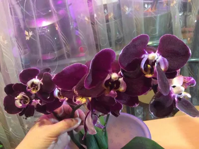 Phal. Elegant Debora | Орхидеи, Орхидея, Цветы